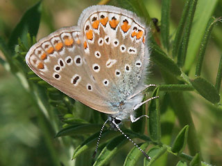 Weibchen Hauhechel-Bluling Polyommatus (Polyommatus) icarus Common Blue Bluling