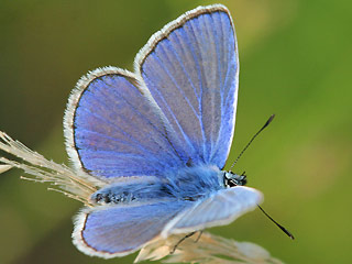 Mnnchen Hauhechel-Bluling Polyommatus (Polyommatus) icarus Common Blue Bluling