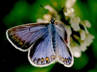 Weibchen Hauhechelbluling   Common Blue   Polyommatus icarus (20531 Byte)