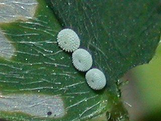Eier Hauhechel-Bluling Polyommatus (Polyommatus) icarus Common Blue Bluling