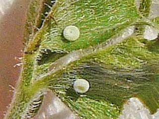 Polyommatus icarus Hauhechel-Bluling Common Blue