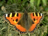 b03_k.jpg (11452 Byte), Kleiner Fuchs Aglais urticae