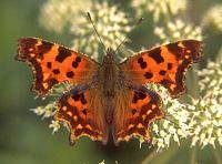 b034.jpg (10563 Byte), C-Falter Polygonia c-album