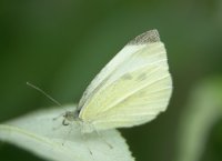 b049.jpg (4577 Byte), Kleiner Kohlweissling, Pieris rapae