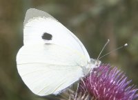 b0410.jpg (6619 Byte), Groer Kohlweissling, Pieris brassicae