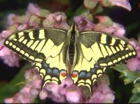 b05_k.jpg (12215 Byte), Schwalbenschwanz Papilio machaon
