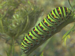 Raupe Schwalbenschwanz Papilio machaon Swallowtail caterpillar (10918 Byte)
