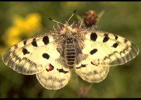 b0612.jpg (9581 Byte) Apollo Apollofalter Parnassius apollo