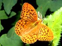 b082.jpg (10632 Byte), Kaisermantel, Argynnis paphia