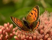 b088.jpg (8597 Byte), Kleiner Feuerfalter, Lycaena phlaeas