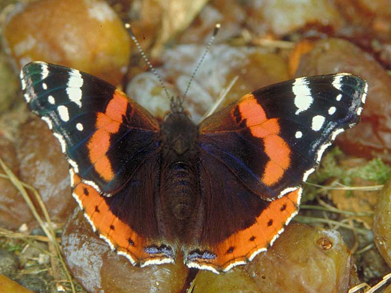 Admiral Vanessa atalanta Red Admiral