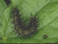 b091.jpg (8795 Byte), Raupe Landkrtchen Araschnia levana