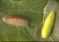 b093.jpg (6423 Byte), Raupen Nierenfleck Thecla betulae