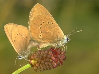 Dunkler Wiesenknopf-Ameisen-Blaeuling Glaucopsyche nausithous Maculinea Dusky Large Blue