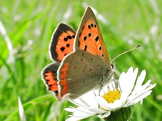 Kleiner Feuerfalter Lycaena phlaeas Small Copper Schmetterlinge und Raupen Sdeuropas Griechenland Italien Sdfrankreich Spanien Portugal Korsika Sardinien Kroatien Schmetterling