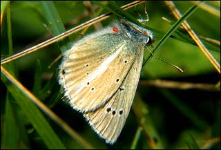 Weidolch-Bluling Polyommatus ( Agrodiaetus ) damon  Damon Blue (14088 Byte)