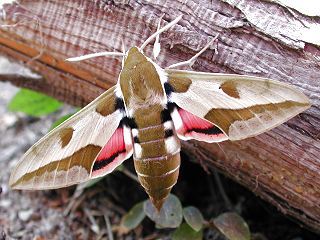 Wolfsmilchschwrmer Hyles euphorbiae Spurge Hawk-moth (18785 Byte)