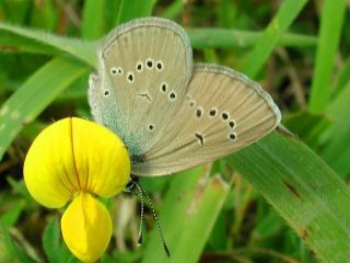 Rotklee-Bluling / Violetter Waldbluling Cyaniris ( Polyommatus ) semirargus Mazarine Blue (148059 Byte)