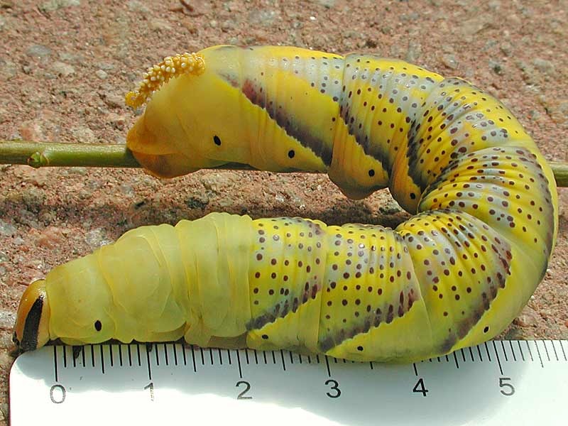Totenkopfschwrmer Acherontia atropos Deathhead Hawk-moth
