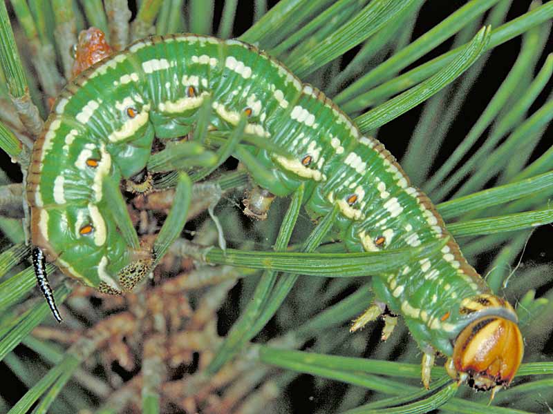 Sphinx pinastri  Kiefernschwrmer  Pine Hawk-moth