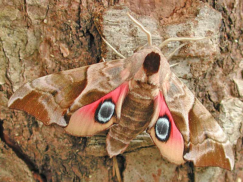 Abendpfauenauge Smerinthus ocellata Eyed Hawk-moth