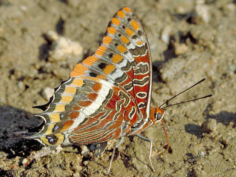 bild184_t.jpg (3752 Byte)