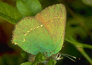 Brombeer-Zipfelfalter Grner Zipfelfalter Green Hairstreak Callophrys rubi (14683 Byte)