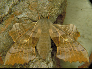 Pappelschwärmer Laothoe populi Poplar Hawk-moth (12829 Byte)