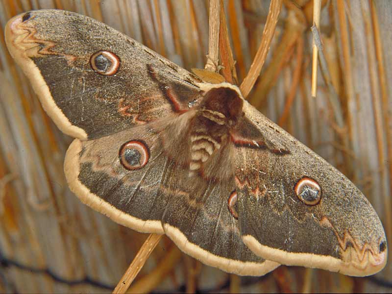 Wiener Nachtpfauenauge Saturnia pyri Large Emperor Moth Groes Nachtpfauenauge Great Peacock Moth