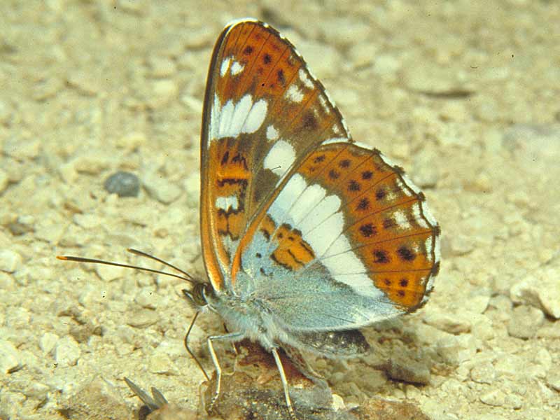 Limenitis camilla Kleiner Eisvogel White Admiral