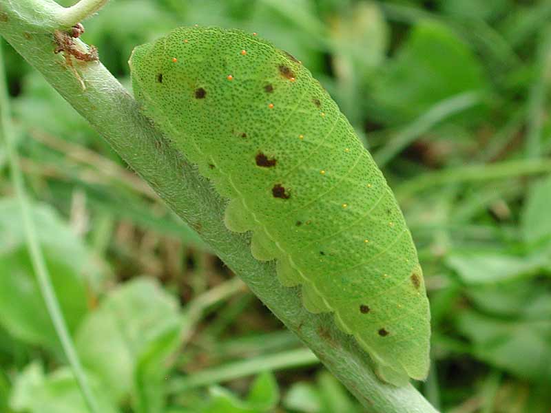 bild223_t.jpg (2991 Byte)