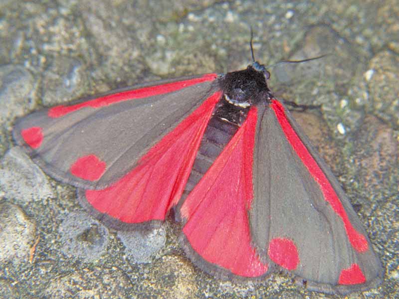 Blutbr Jakobskrautbr Tyria jacobaeae The Cinnabar