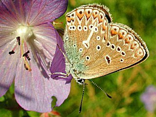 Storchschnabel-Bluling Polyommatus (Aricia) eumedon Geranium Argus