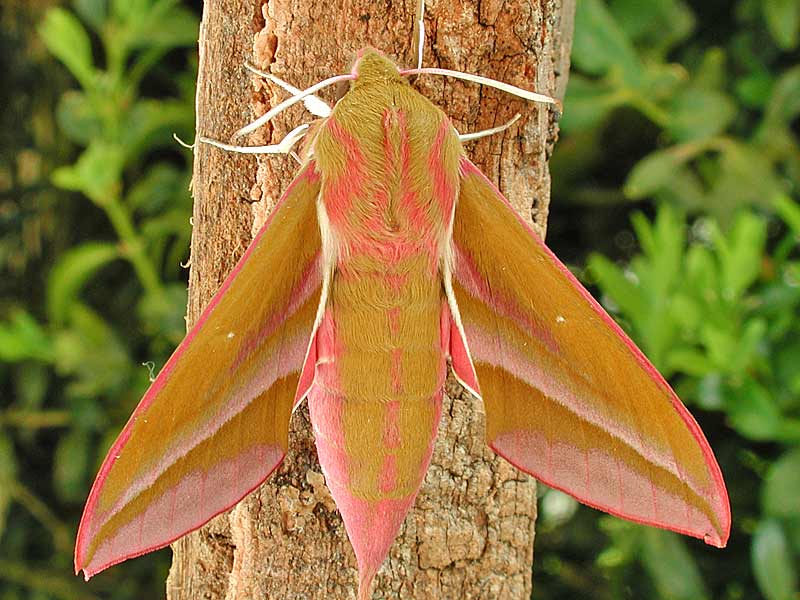 Mittlerer Weinschwrmer, Deilephila elpenor, Elephant Hawk-moth