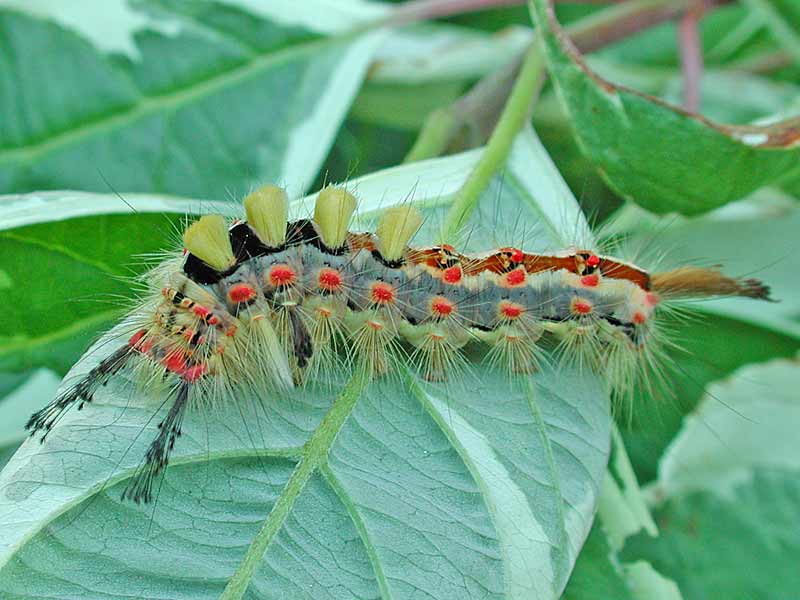 bild275_t.jpg (3169 Byte)