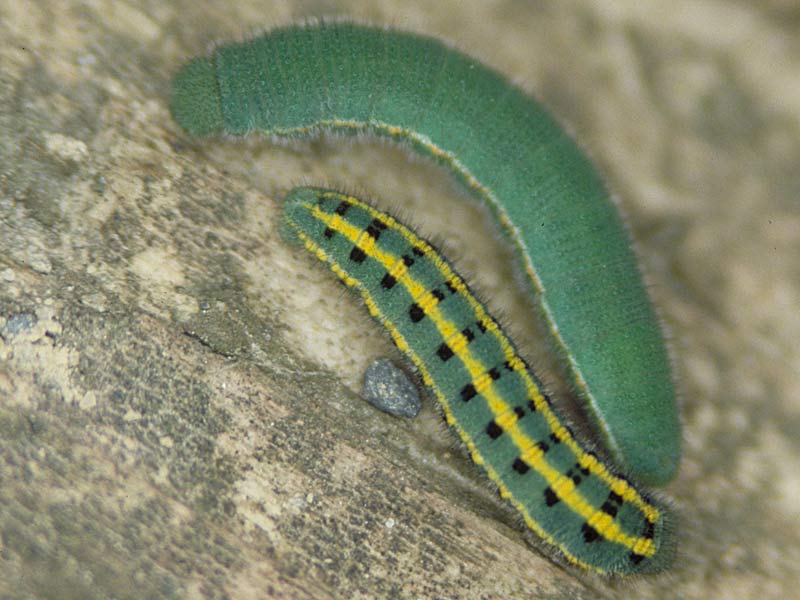 bild286_t.jpg (3166 Byte)