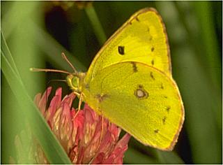 Goldene Acht, Weißklee-Bläuling Colias hyale Pale Clouded Yellow (13679 Byte)
