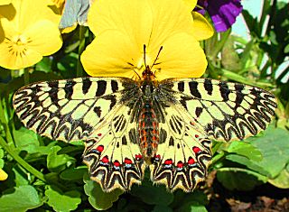 (Sdlicher) Osterluzeifalter Zerynthia polyxena Southern Festoon Schmetterlinge und Raupen Sdeuropas Griechenland Italien Sdfrankreich Spanien Portugal Korsika Sardinien Kroatien Schmetterling