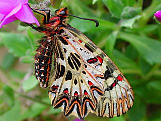 Osterluzeifalter Southern Festoon Zerynthia polyxena 