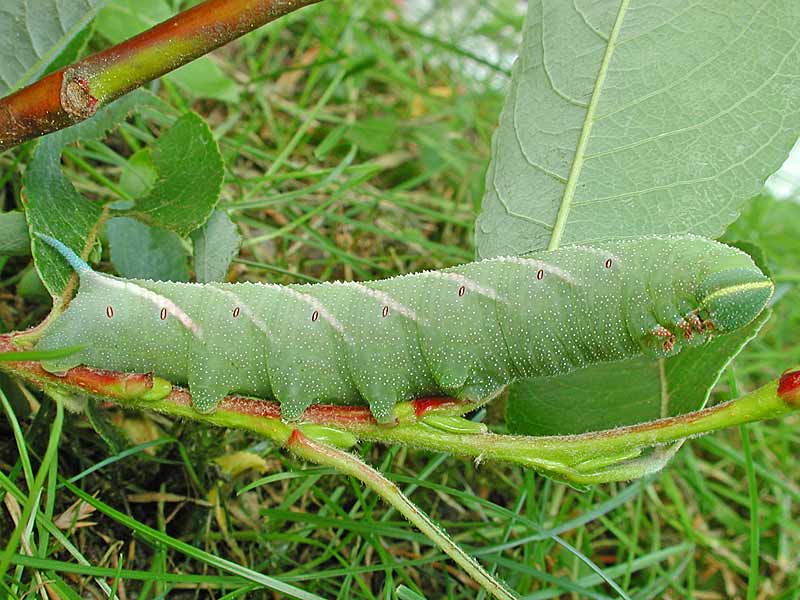 Abendpfauenauge Smerinthus ocellata Eyed Hawk-moth