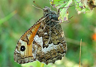 Ockerbindiger Samrfalter Rostbinde Hipparchia semele Grayling 