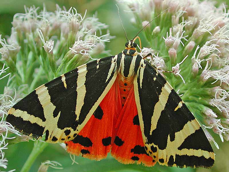 Euplagia quadripunctaria, Callimorpha  Russischer B�r Jersey Tiger