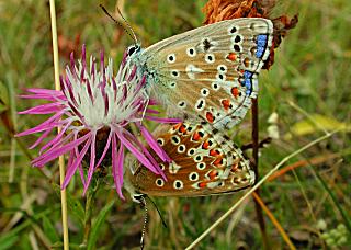 Paarung Himmelblauer Bluling Polyommatus (Meleageria)(Lysandra) bellargus Adonis Blue Bluling