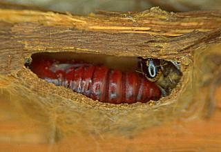 Kokon mit Puppe Ahorneule The Sycamore Acronicta aceris (13649 Byte)