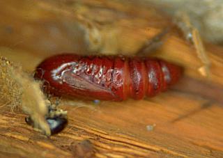 Puppe Ahorneule Acronicta aceris The Sycamore (11648 Byte)