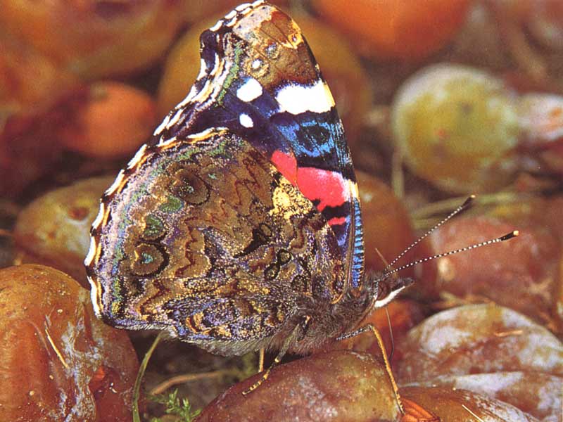 Admiral Vanessa atalanta Red Admiral