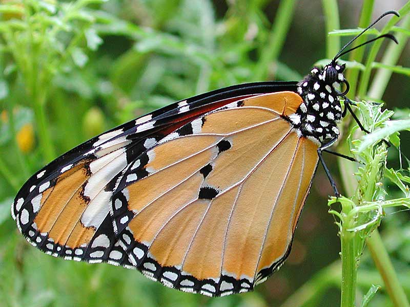 Afrikanischer Monarch Danaus (Anosia) chrysippus Plain Tiger