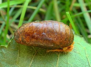 bild423.jpg (17475 Byte)