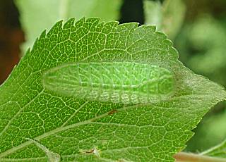 bild425.jpg (18279 Byte)