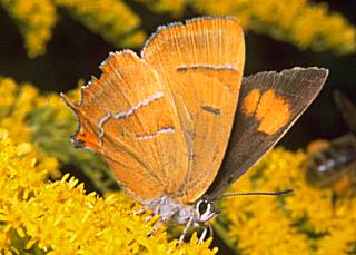 bild426.jpg (16174 Byte)